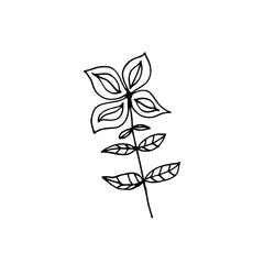 Hand-drawn plant. Doodle image of a flower. Floral vector for web, textiles, postcards, prints. Abstract plants, leaves, flowers.
