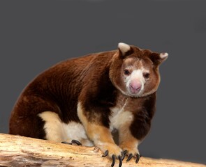 Matschie's Tree Kangaroo, dendrolagus matschiei, Adult standing on Branch