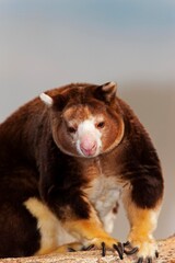 Matschie's Tree Kangaroo, dendrolagus matschiei, Adult