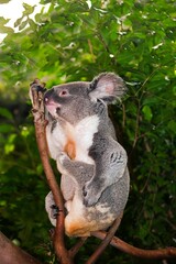 Koala, phascolarctos cinereus, Male standing on Branch