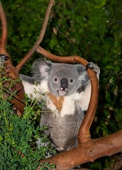 Koala, phascolarctos cinereus, Male standing on Branch