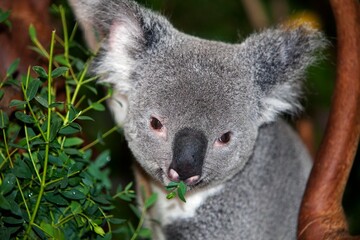 Koala, phascolarctos cinereus, Male eating Bamboo