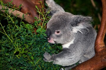 Koala, phascolarctos cinereus, Male eating Bamboo