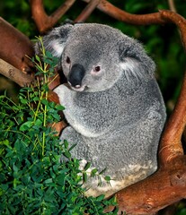 Koala, phascolarctos cinereus, Male standing on Branch