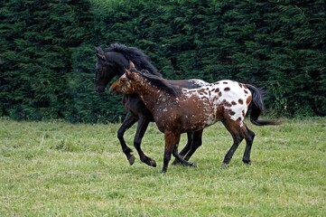 Appaloosa Horse, Adults Playing in Paddock
