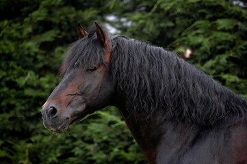 Pure Spanish Horse or PRE, Portrait of Adult