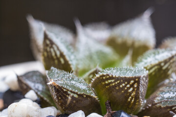 Haworthia cooperi. Green small tree.