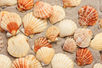 Seashells on the sand, summer beach tropical background travel concept with copy space for text