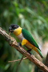 Black Headed Parrot, pionites melanocephala, Adult standing on Branch