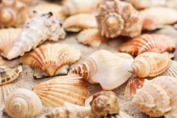 Seashells on the sand, summer beach tropical background travel concept with copy space for text