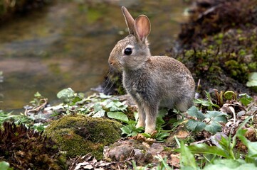 European Rabbit, oryctolagus cuniculus, Young, Normandy