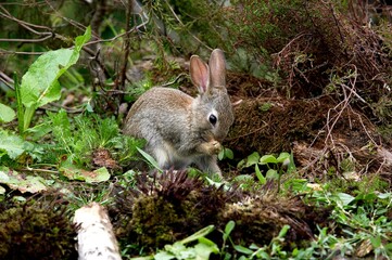 European Rabbit, oryctolagus cuniculus, Young Grooming, Normandy