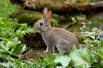 Naklejka na ściany i meble European Rabbit, oryctolagus cuniculus, Young, Normandy