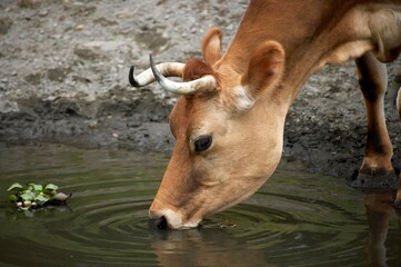 Domestic Cattle, Cow drinking at Pond