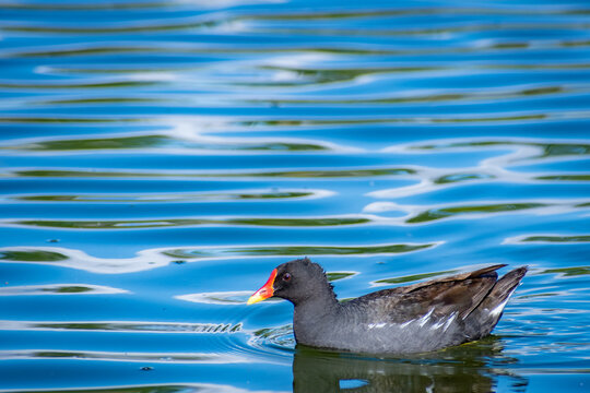 Ducks at the park of Valdebernardo (Madrid, Spain)