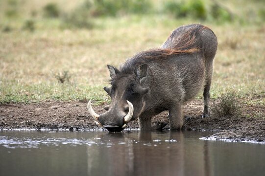 Warthog, phacochoerus aethiopicus, Adult drinking at Pond, Masai Mara Park in Kenya