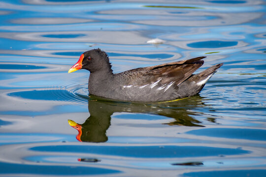 Ducks at the park of Valdebernardo (Madrid, Spain)