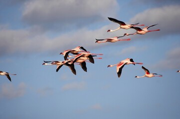 Lesser Flamingo, phoenicopterus minor, Adults in Flight, Colony at Nakuru Lake in Kenya