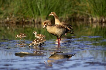 Egyptian Goose, alopochen aegyptiacus, Adults with Chicks standing in Water, Kenya
