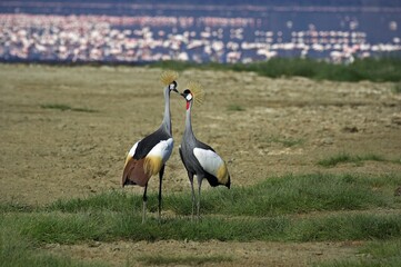 Obraz na płótnie Canvas Grey Crowned Crane, balearica regulorum, Pair at Nakuru Park with Flamingo at Background, Kenya