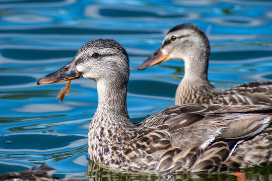 Ducks at the park of Valdebernardo (Madrid, Spain)