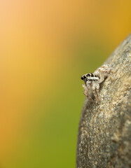 Zebraspringspinne Halekinspringspinne