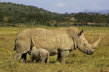 Obraz premium White Rhinoceros, ceratotherium simum, Female with Calf suckling, Nakuru Park in Kenya