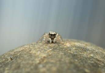 Zebraspringspinne Halekinspringspinne
