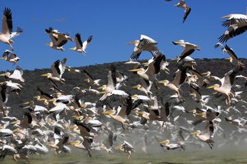 Great White Pelican, pelecanus onocrotalus, Group in Flight, Colony at Nakuru Lake in Kenya
