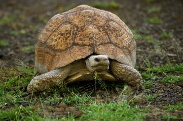 Obraz premium Leopard Tortoise, geochelone pardalis, Adult standing on Grass, Kenya