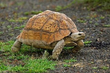 Leopard Tortoise, geochelone pardalis, Adult standing on Grass, Kenya