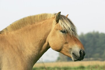 Norwegian Fjord Horse, Portrait of Stallion