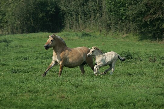 Norwegian Fjord Horse, Mare with Foal Galloping through Meadow