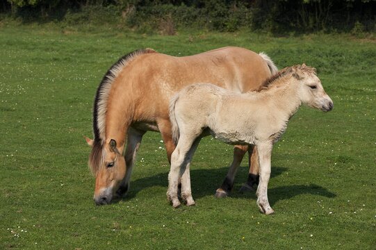 Norwegian Fjord Horse, Mare with Foal standing on Grass