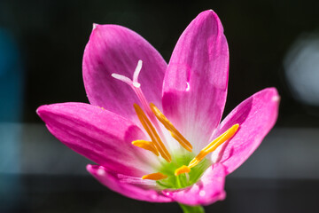 Fototapeta premium Pink flower macro photo. Summer background.