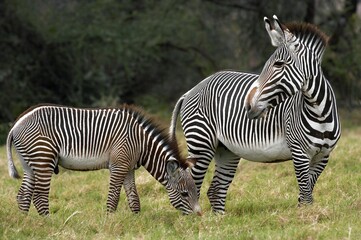 Fototapeta na wymiar Grant's Zebra, equus burchelli boehmi, Female with Foal, Masai Mara Park in Kenya