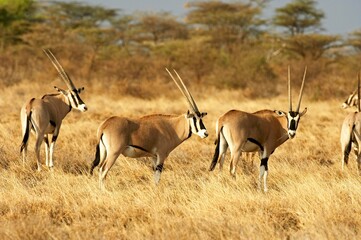 Beisa Oryx, oryx beisa, Group standing in Dry Grass, Savannah, Masai Mara Park in Kenya