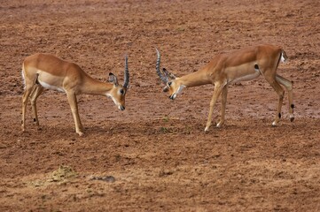 Impala, aepyceros melampus, Males fighting, Masai Mara Park in Kenya