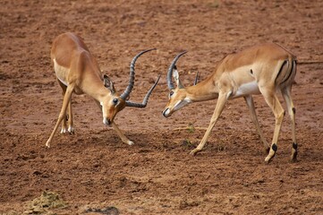 Impala, aepyceros melampus, Males fighting, Masai Mara Park in Kenya