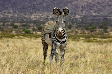 Grevy's Zebra, equus grevyi, Adult standing on Dry Grass, Samburu Park in Kenya