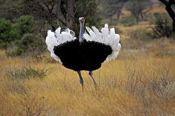 Ostrich, struthio camelus, Male in Courtship display, Masai Mara Park in Kenya