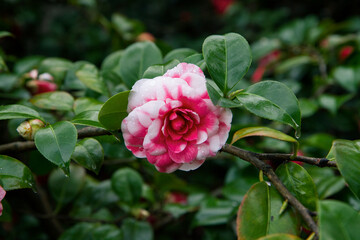 Floral. Closeup view of a bicolor, pink and white, Camellia flower and leaves, blooming in the garden. 