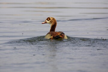 Egyptian Goose, alopochen aegyptiacus, Adult standing in Water, Kenya