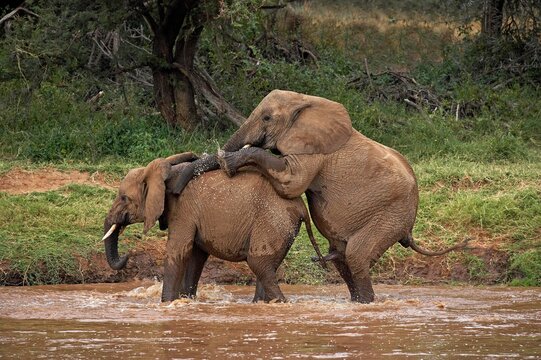 African Elephant, loxodonta africana, Pair mating in River, Samburu Park in Kenya