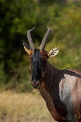 Topi, damaliscus korrigum, Adult in Masai Mara Park, Kenya