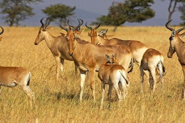 Naklejka premium Hartebeest, alcelaphus buselaphus, Herd in Masai Mara Park, Kenya