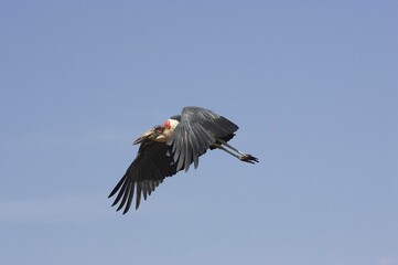 Marabou Stork, leptoptilos crumeniferus, Adult in Flight, Masai Mara Park in Kenya