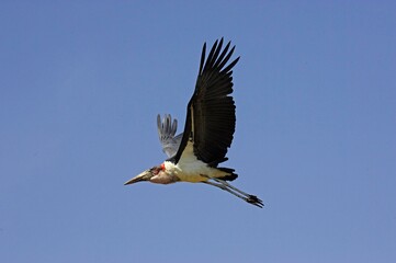 Marabou Stork, leptoptilos crumeniferus, Adult in Flight, Masai Mara Park in Kenya