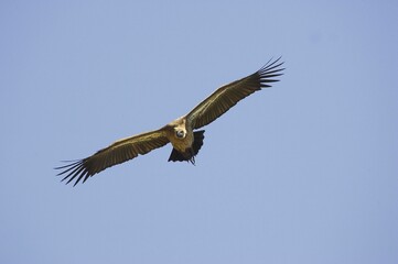 Arican White Backed Vulture, gyps africanus, Adult in Flight, Masai Mara Park in Kenya