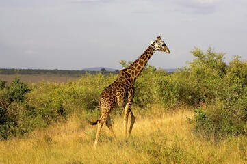 Rothschild's Giraffe, giraffa camelopardalis rothschildi, Adult in Savannah, Masai Mara Park in Kenya